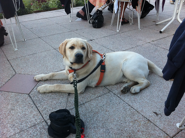Team Run Smart - Tips for Dining Out with Your Dog