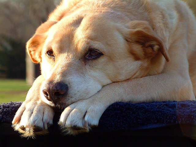 Finding the right four legged co-pilot