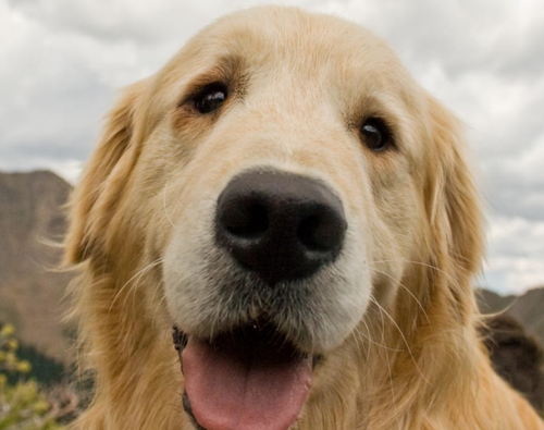 Cute-Golden-Retriever-from-Freerange.png